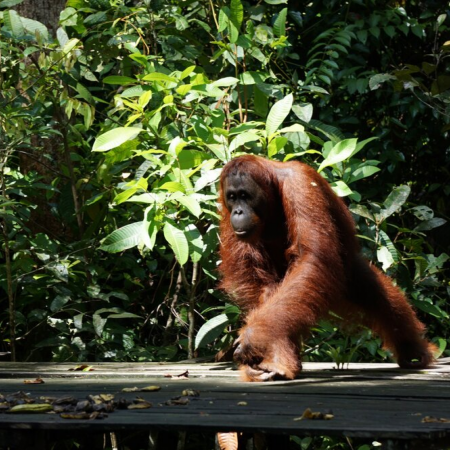 orangutan, tanjung puting